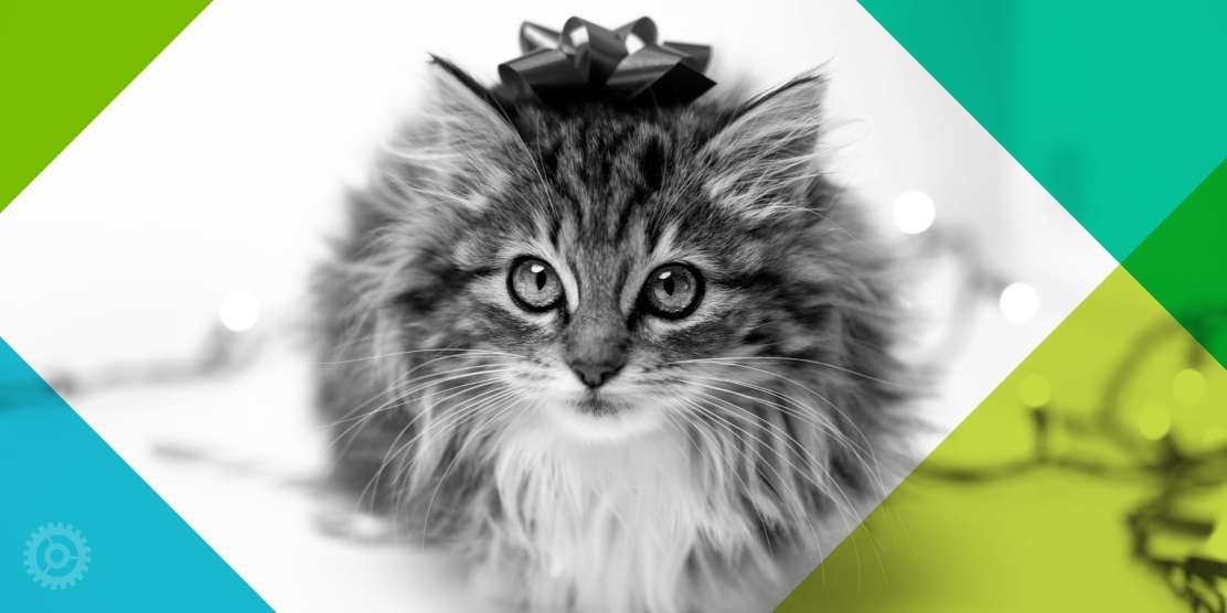 Kitten With Bow on Head