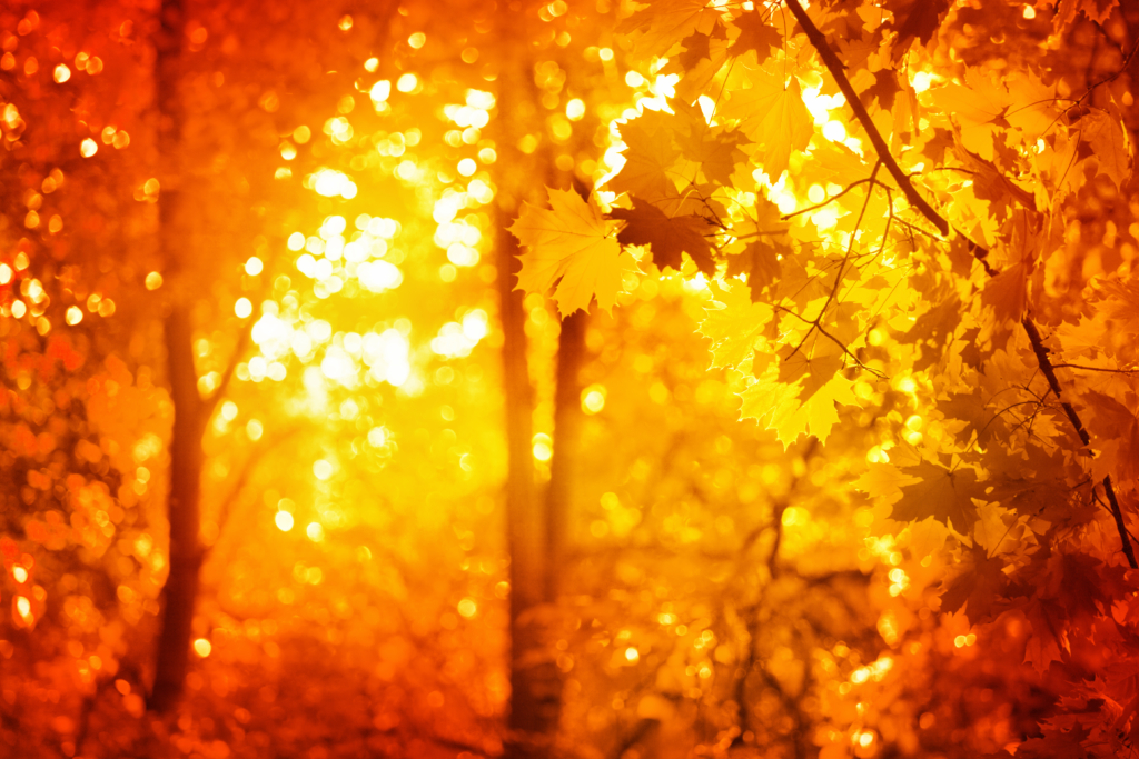 Yellow Leaves, Golden Maple Tree Branches, Sunny Forest Blurred Bokeh Background, Autumn Orange & Red Lush Foliage Soft Focus With Sunlight Glow, Beautiful Sunny Day Wood Landscape, Fall Season Nature