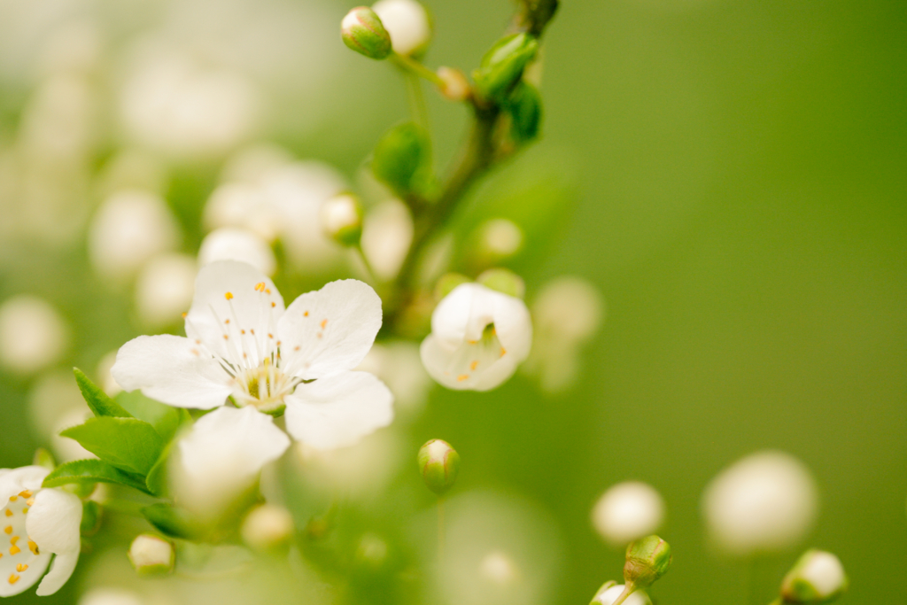 Apple Blossom